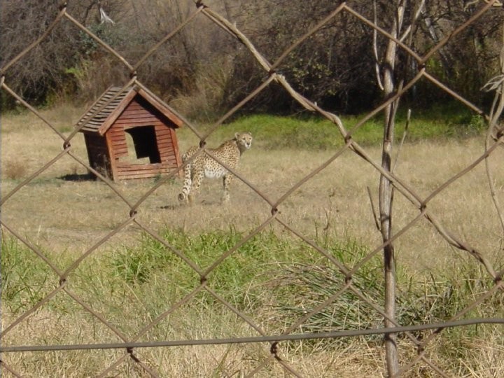 At+the+Lion+Park.+Cheetahs%21%2829%29