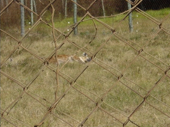 At+the+Lion+Park.+Cheetahs%21%2830%29