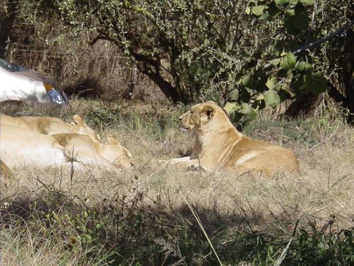 At+the+Lion+Park.+Lions%21%2813%29