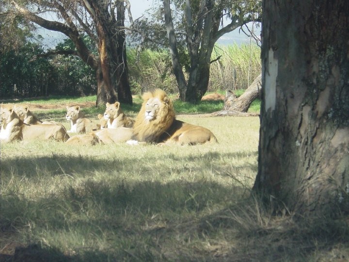At+the+Lion+Park.+Lions%21%2833%29