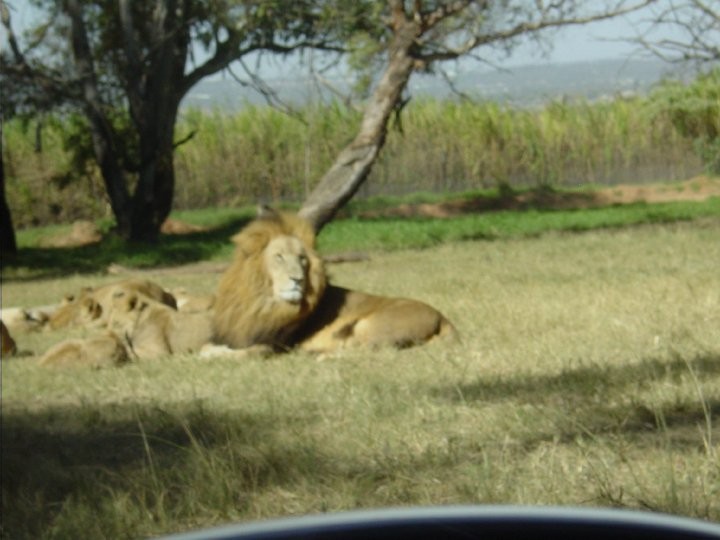 At+the+Lion+Park.+Lions%21%2836%29