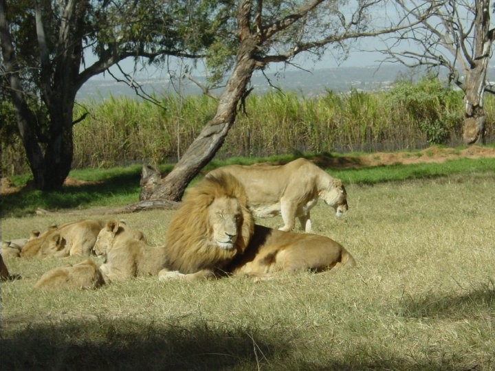 At+the+Lion+Park.+Lions%21%2837%29