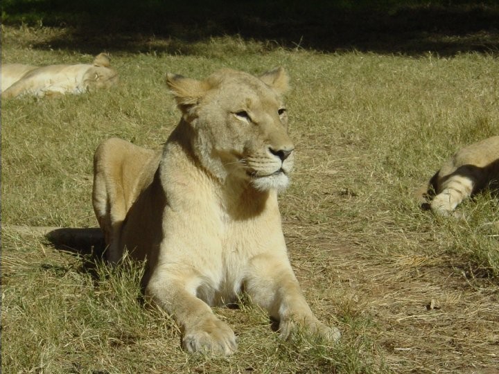 At+the+Lion+Park.+Lions%21%2841%29