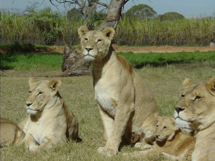 At+the+Lion+Park.+Lions%21%2842%29