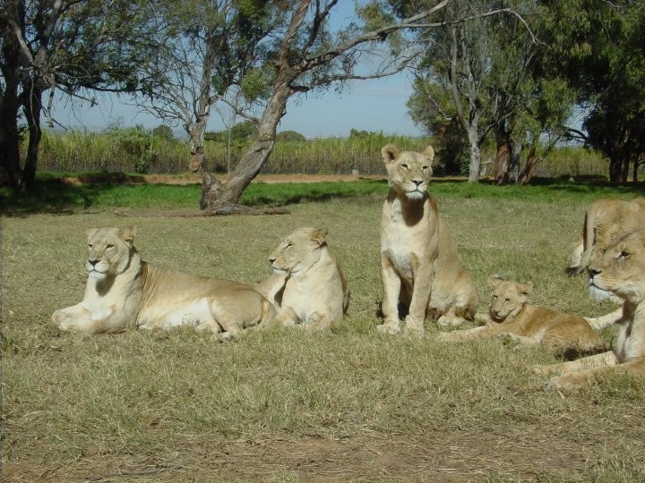At+the+Lion+Park.+Lions%21%2843%29