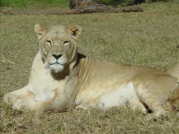 At+the+Lion+Park.+Lions%21%2844%29