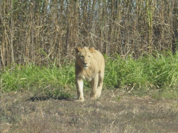 At+the+Lion+Park.+Lions%21%286%29