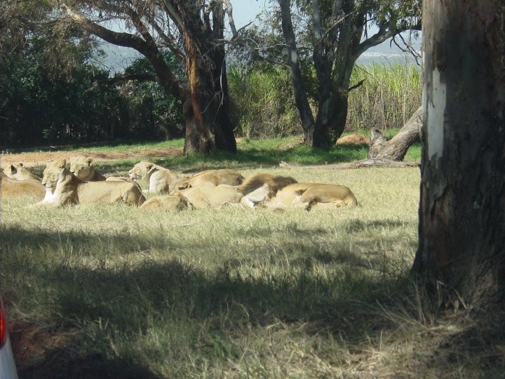 At+the+Lion+Park.+Lions%21