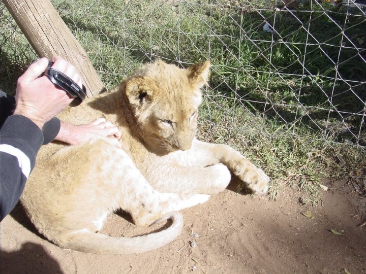 At+the+Lion+Park.+Petting+baby+lion+cubs%21